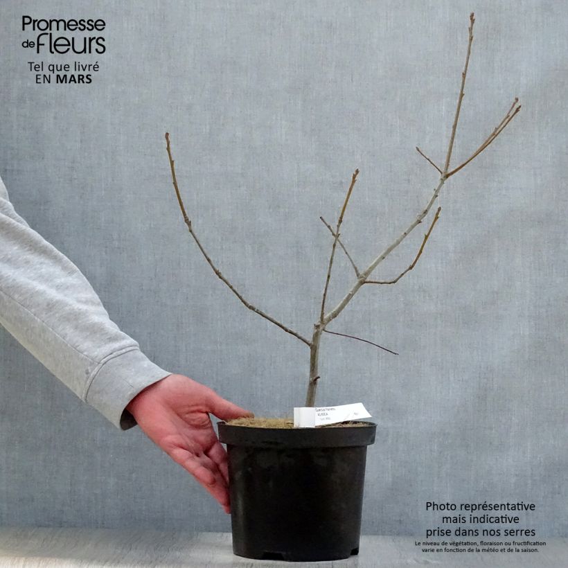 Exemplar von Quercus frainetto - Ungarische Eiche Topf mit 4L/5LGelieferte Höhe ca. 30/40cm wie im Frühjahr geliefert
