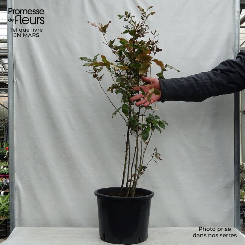 Exemplar von Quercus ilex - Stein-Eiche Topf mit 7,5L/10L wie im Frühjahr geliefert
