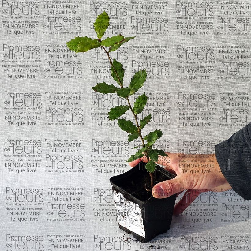 Beispiel eines Exemplars von Quercus ilex - Stein-Eiche Kleine Töpfe von 8/9 cm wie geliefert