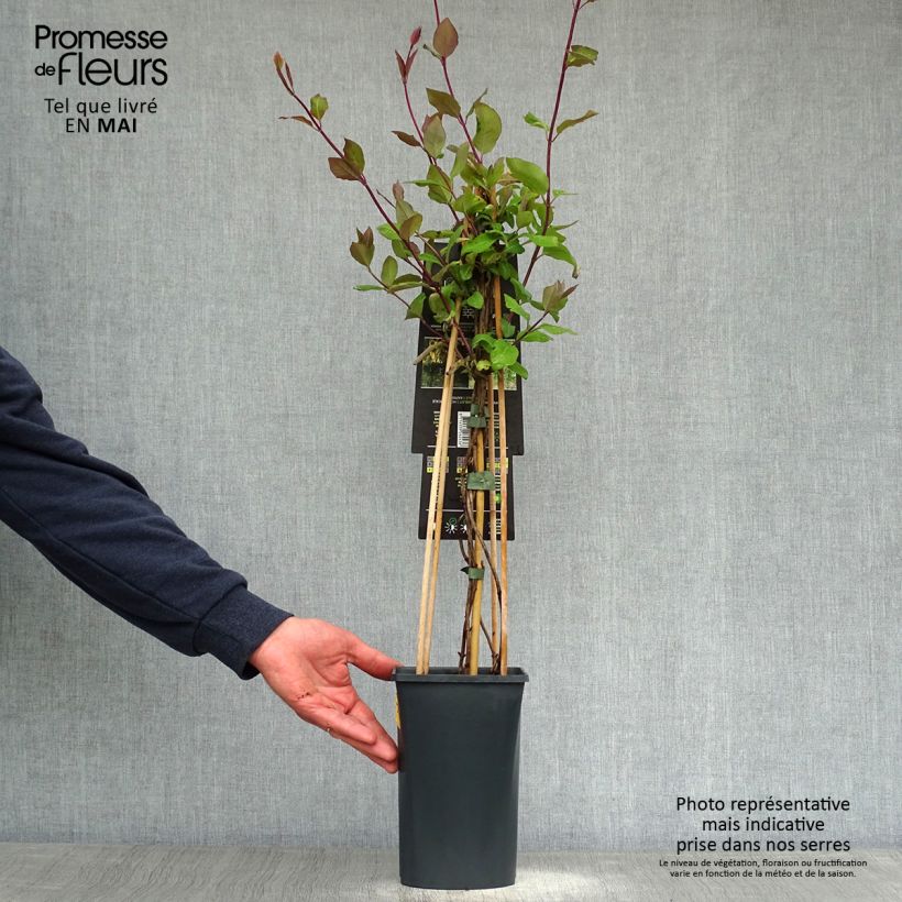 Exemplar von Lonicera periclymenum Belgica Select - Wald-Geißschlinge Topf mit 1,5L/2L wie im Frühjahr geliefert