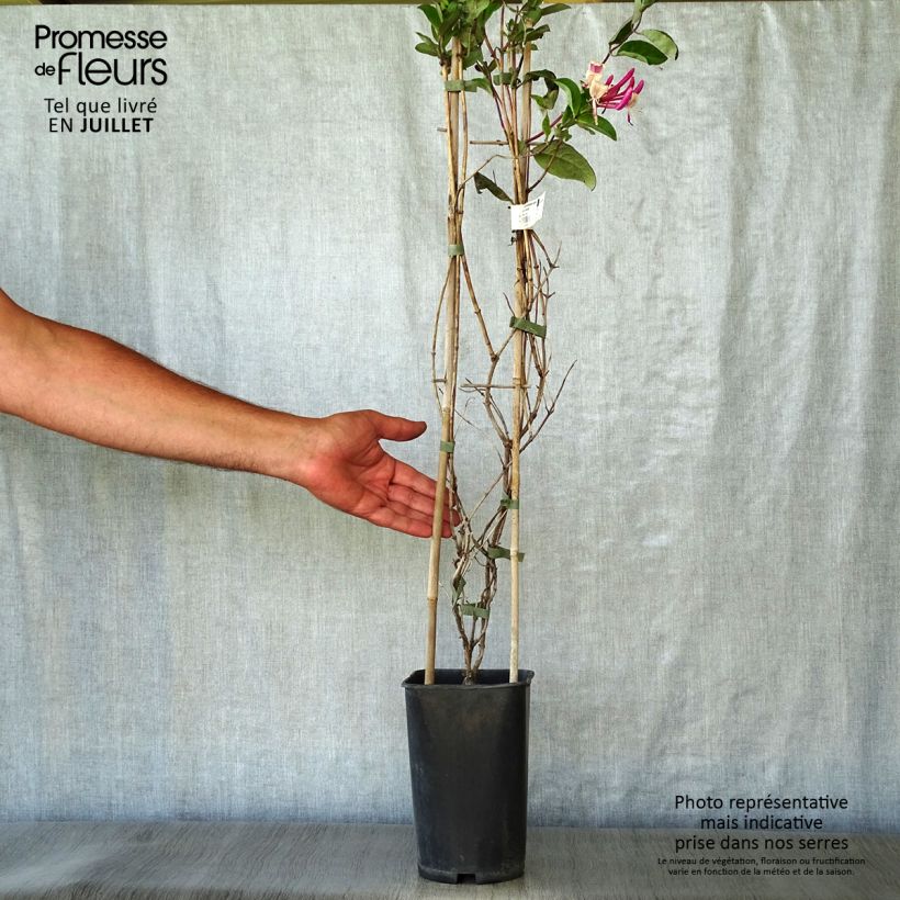 Exemplar von Lonicera periclymenum Caprilia Impérial - Wald-Geißschlinge Topf mit 2L/3L wie im Sommer geliefert