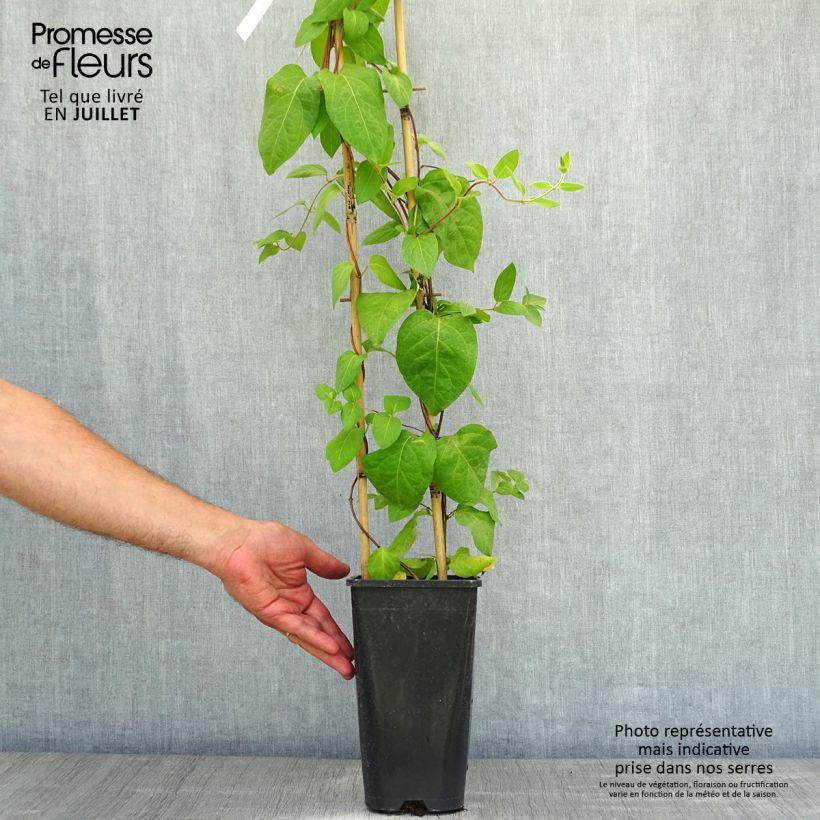 Exemplar von Lonicera similis var. delavayi - Schlingende Heckenkirsche Topf mit 2L/3L wie im Sommer geliefert