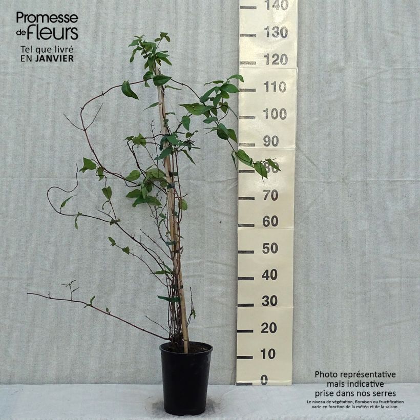 Exemplar von Lonicera similis var. delavayi - Schlingende Heckenkirsche Topf mit 4L/5L wie im Winter geliefert
