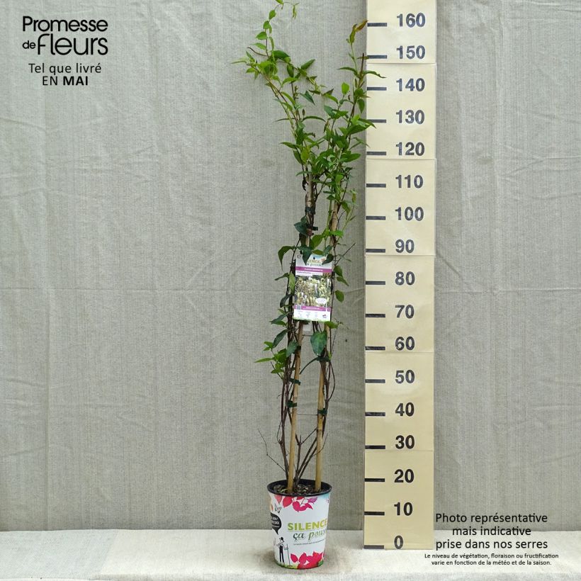Exemplar von Lonicera similis var. delavayi - Schlingende Heckenkirsche Topf mit 4L/5L wie im Frühjahr geliefert