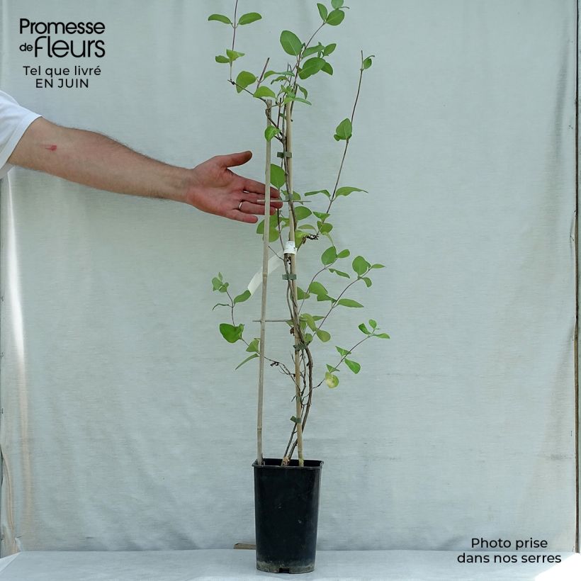 Exemplar von Lonicera heckrottii American Beauty - Feuer-Geißblatt Topf mit 1,5L/2L wie im Sommer geliefert