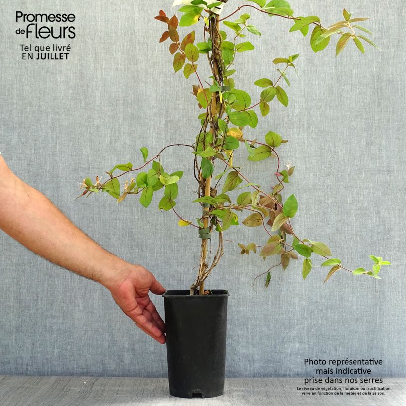 Exemplar von Lonicera japonica Sinensis - Japanisches Geißblatt Topf mit 2L/3L wie im Sommer geliefert