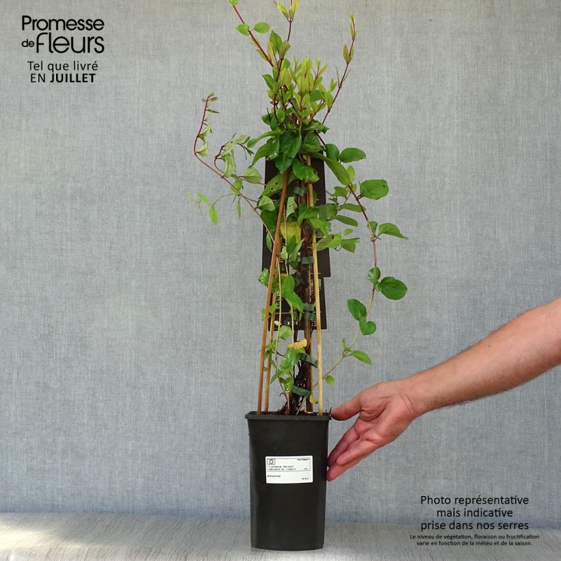 Exemplar von Lonicera japonica Red World - Japanisches Geißblatt Topf mit 2L/3L wie im Sommer geliefert