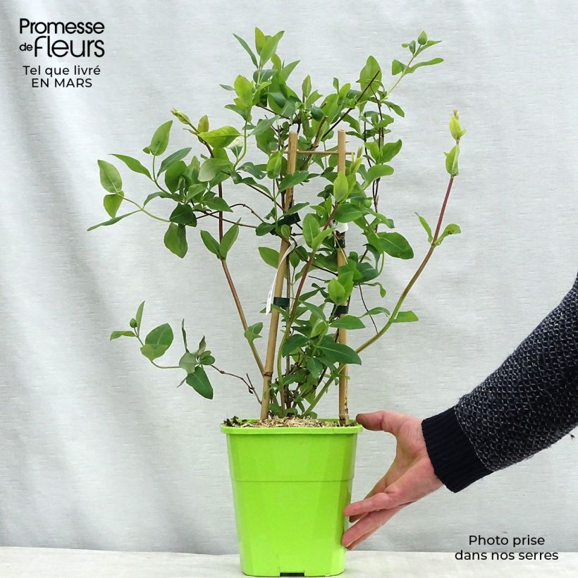 Exemplar von Lonicera japonica Sweet Isabel - Japanisches Geißblatt Topf mit 3L/4L wie im Winter geliefert