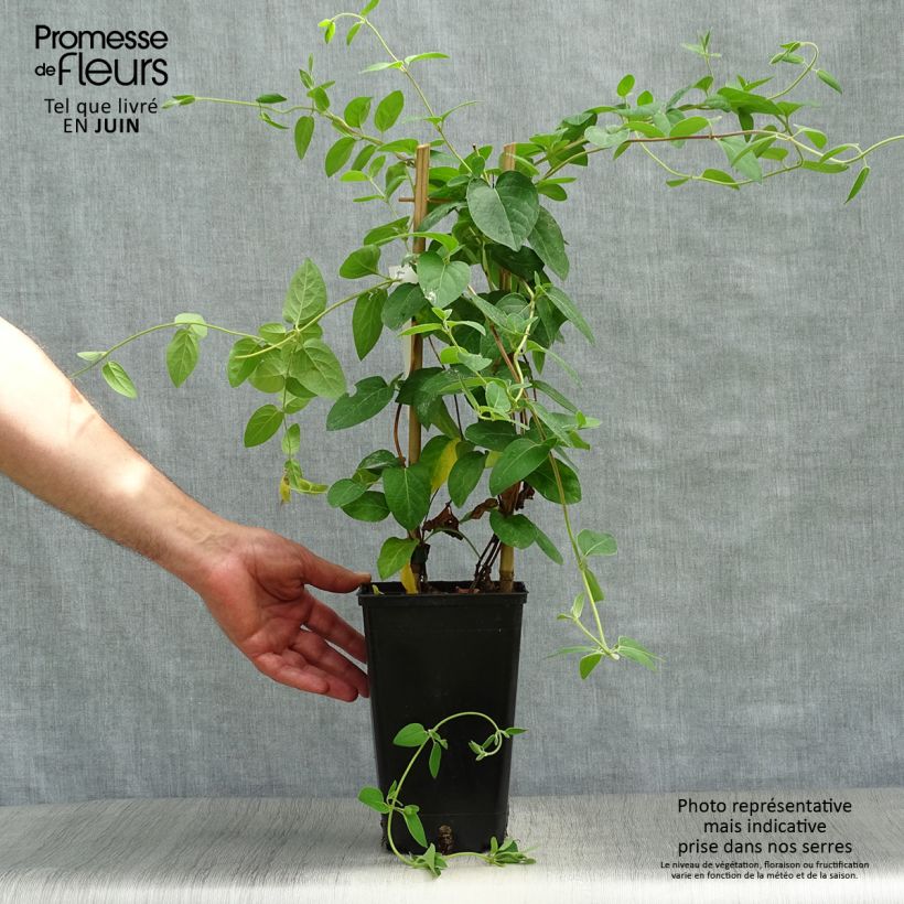 Exemplar von Lonicera japonica Hall's Prolific - Japanisches Geißblatt Topf mit 2L/3L wie im Sommer geliefert