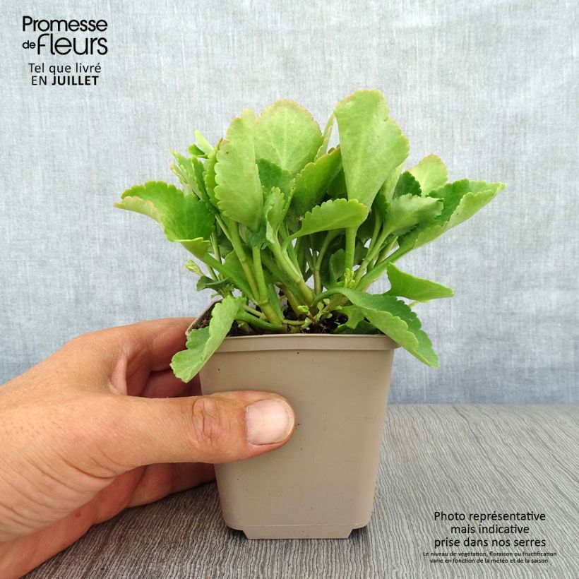 Exemplar von Chiastophyllum oppositifolium - Walddickblatt Kleine Töpfe von 8/9 cm wie im Sommer geliefert