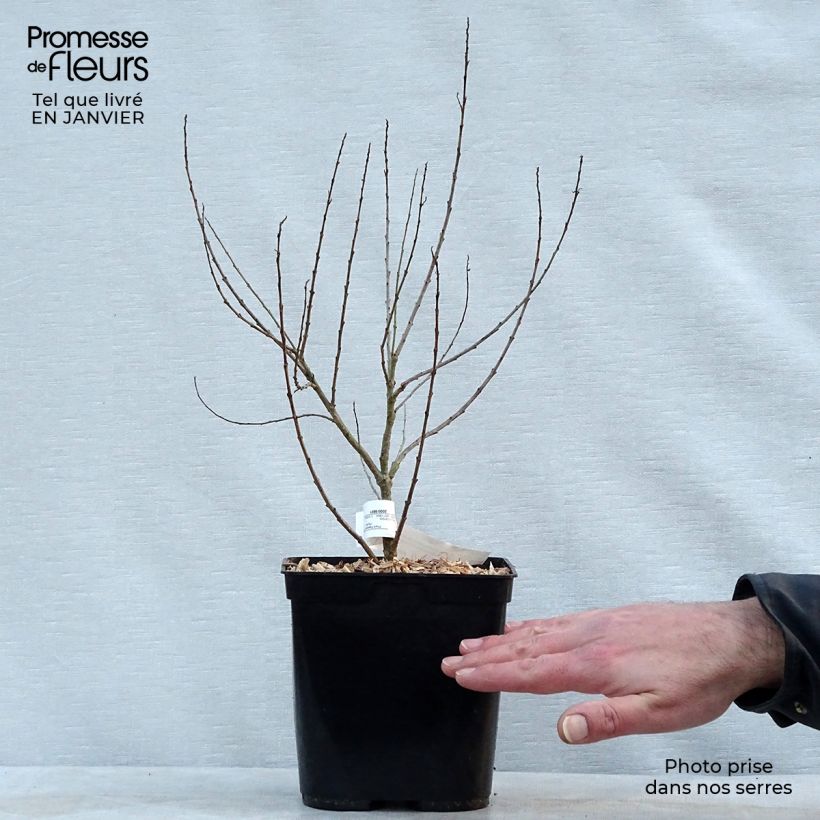 Exemplar von Chilopsis linearis - Wüstenweide Topf mit 3L/4L wie im Winter geliefert