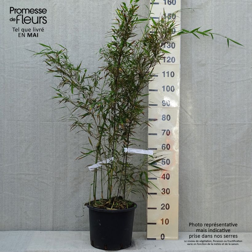 Exemplar von Chimonobambusa tumidissinoda Macrophylla - Bambus Topf mit 12L/15LGelieferte Höhe ca. 125/150cm wie im Frühjahr geliefert