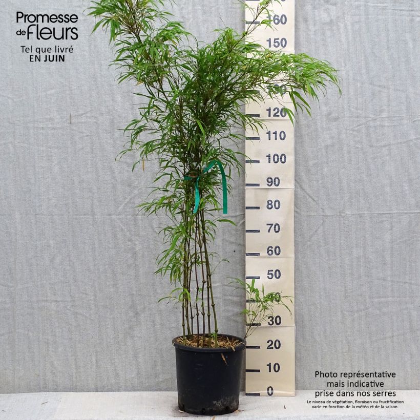 Exemplar von Chimonobambusa tumidissinoda Microphylla - Bambus Topf mit 12L/15L wie im Sommer geliefert
