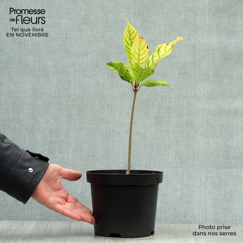 Exemplar von Chionanthus virginicus - Virginischer Schneeflockenstrauch Topf mit 2L/3L wie im Herbst geliefert