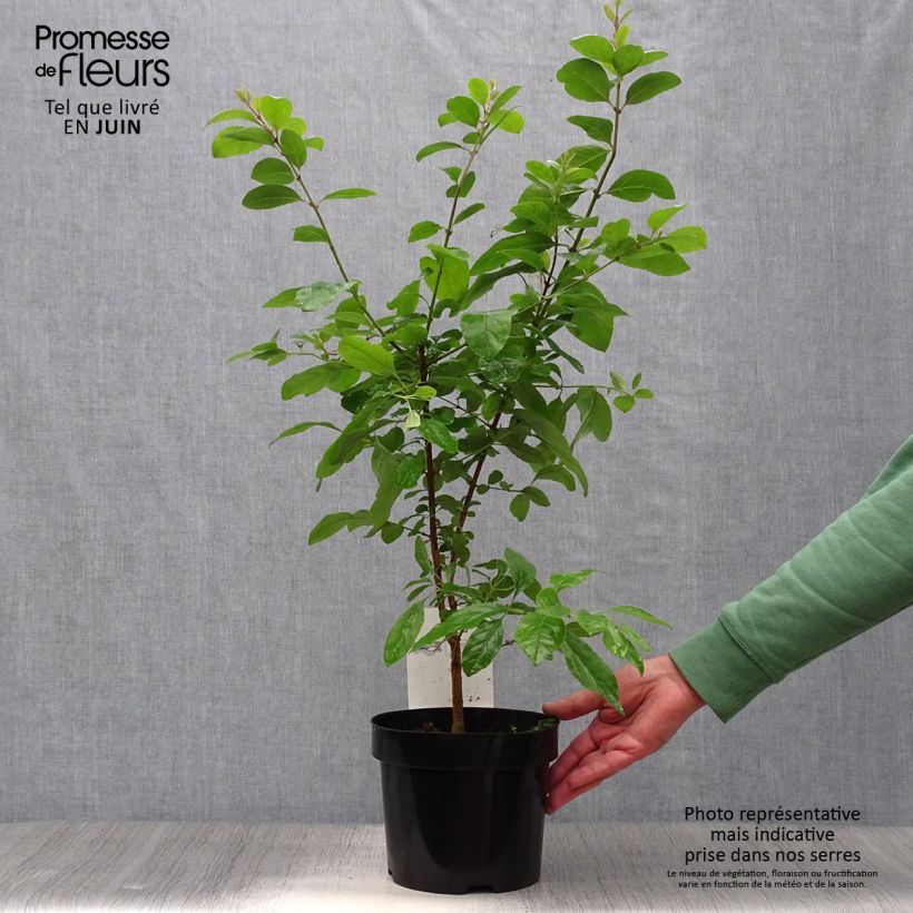 Exemplar von Chionanthus retusus - Chinesischer Schneeflockenstrauch Topf mit 4L/5L wie im Sommer geliefert