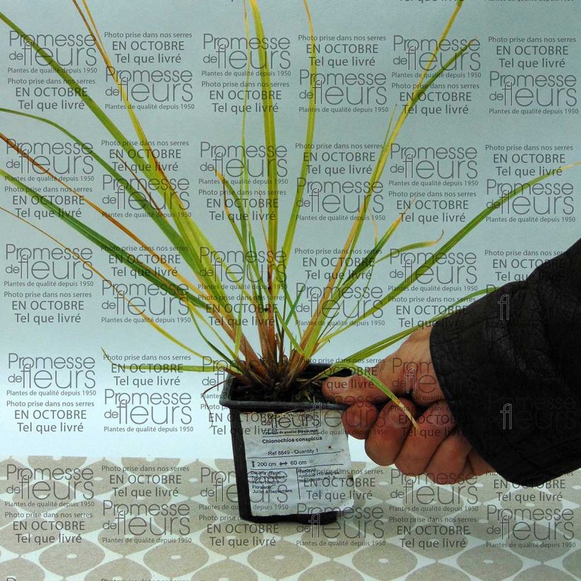 Beispiel eines Exemplars von Chionochloa conspicua - Tussockgras Kleine Töpfe von 8/9 cm wie geliefert