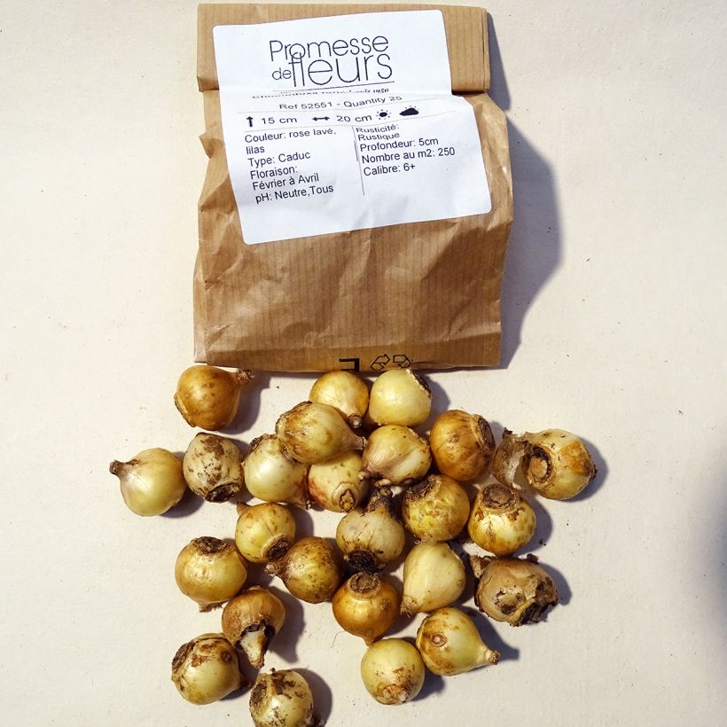 Beispiel eines Exemplars von Chionodoxa forbesii Pink Giant - Schneestolz Zwiebel Kaliber/Größe 5+ wie geliefert