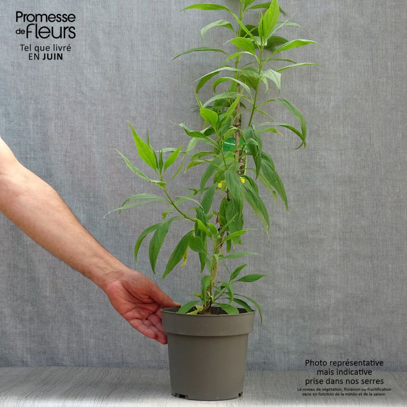 Exemplar von Chitalpa tashkentensis Summer Bells - Baumoleander Topf mit 2L/3L wie im Sommer geliefert