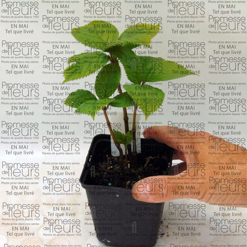 Beispiel eines Exemplars von Chloranthus fortunei Kleine Töpfe von 8/9 cm wie geliefert