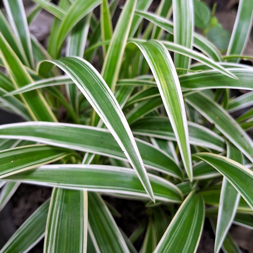 Chlorophytum Irish - Grünlilie (Laub)