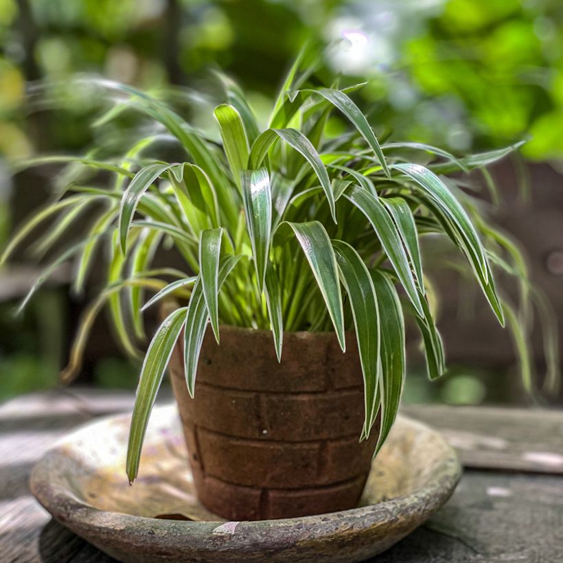 Chlorophytum Irish - Grünlilie (Hafen)