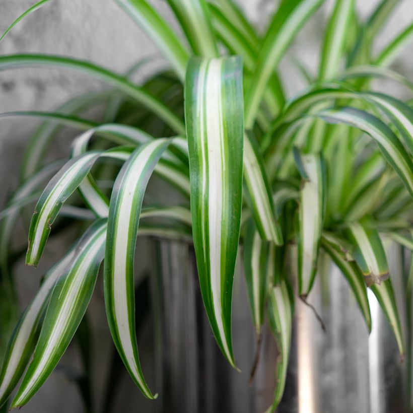 Chlorophytum Variegatum - Grünlilie (Laub)
