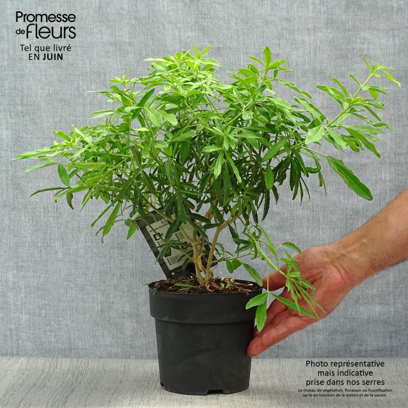 Exemplar von Orangenblume Goldfinger - Choisya ternata Topf mit 1,5L/2L wie im Sommer geliefert