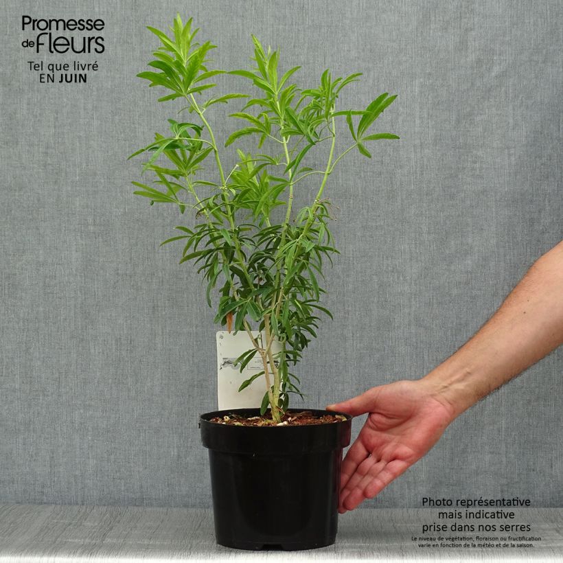 Exemplar von Orangenblume Goldfinger - Choisya ternata Topf mit 3L/4L wie im Sommer geliefert