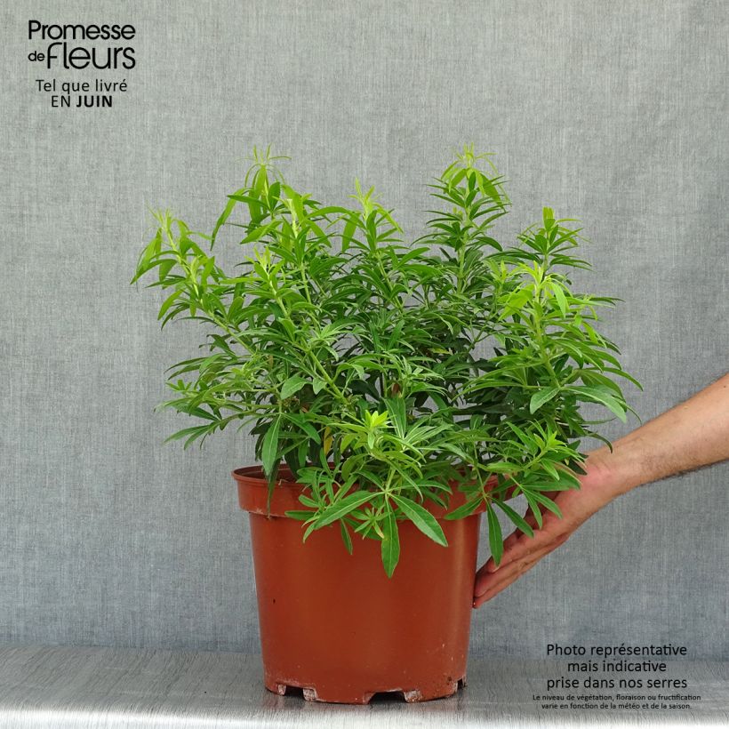 Exemplar von Orangenblume Goldfinger - Choisya ternata Topf mit 7,5L/10L wie im Sommer geliefert