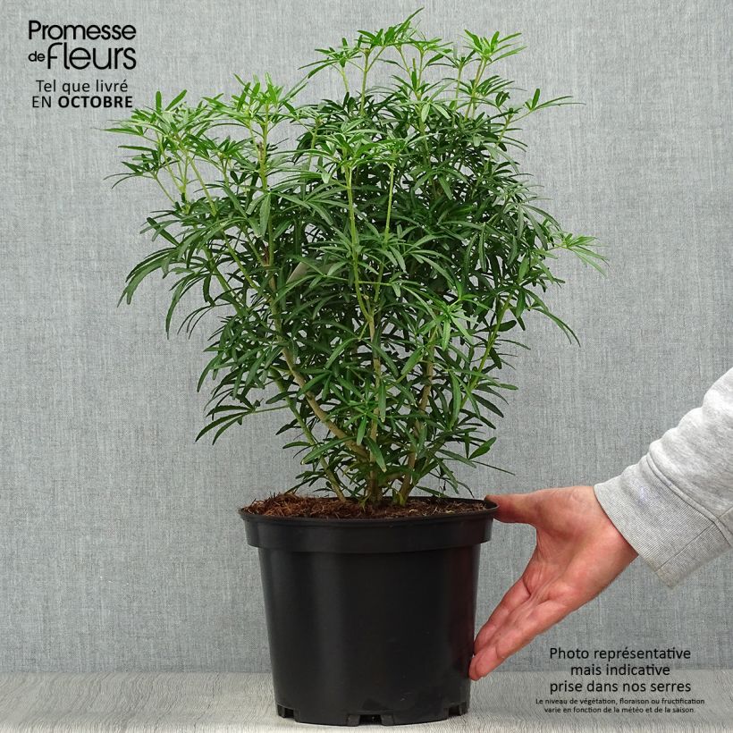 Exemplar von Orangenblume Scented Gem - Choisya ternata Topf mit 2L/3L wie im Herbst geliefert