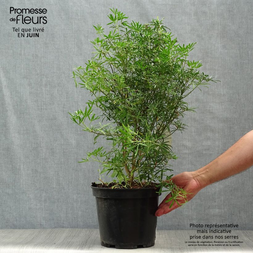 Exemplar von Orangenblume White Dazzler - Choisya ternata Topf mit 7,5L/10L wie im Sommer geliefert