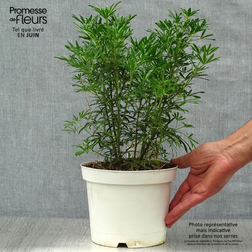 Exemplar von Orangenblume White Dazzler - Choisya ternata Topf mit 2L/3L wie im Sommer geliefert