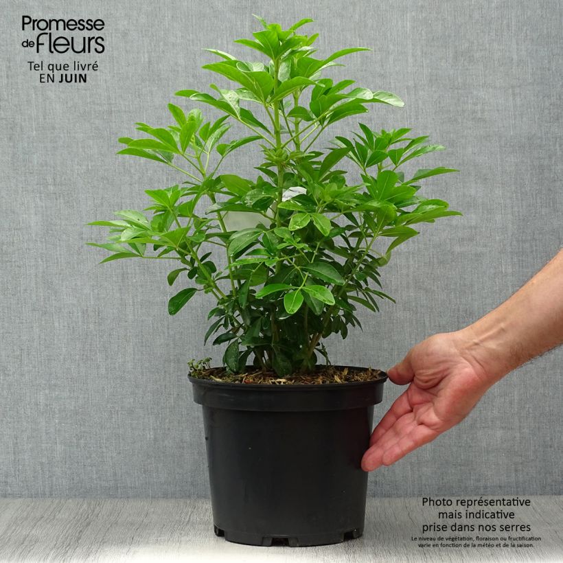 Exemplar von Orangenblume - Choisya ternata Topf mit 4L/5L wie im Sommer geliefert