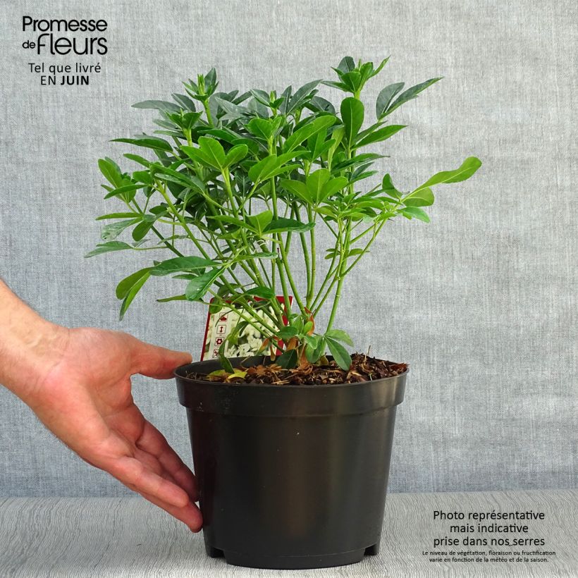 Exemplar von Orangenblume - Choisya ternata Topf mit 2L/3L wie im Sommer geliefert