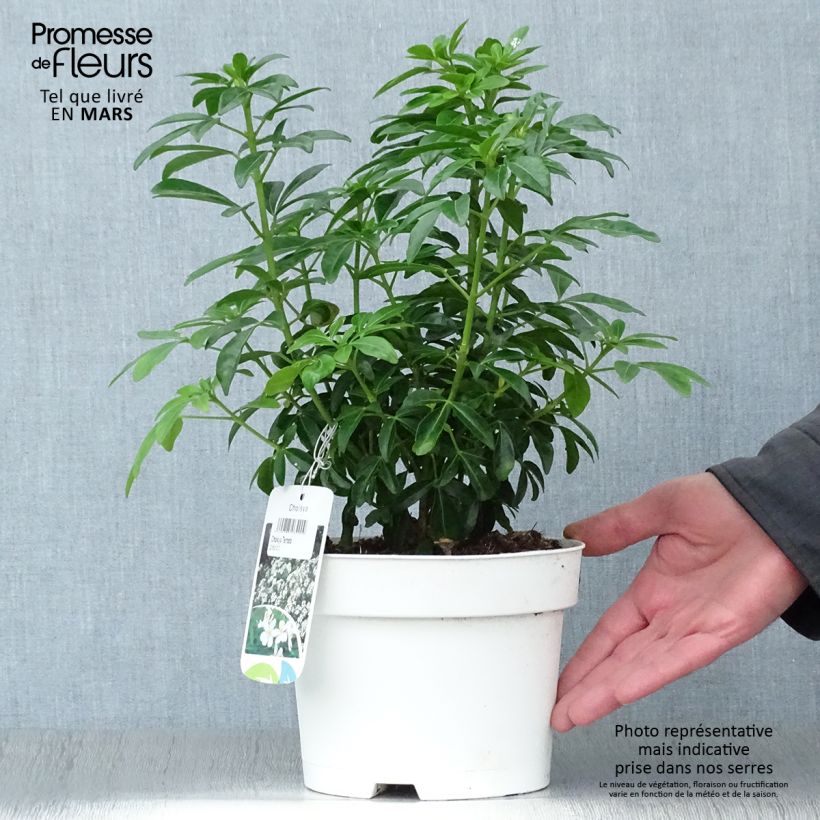 Exemplar von Orangenblume - Choisya ternata Topf mit 2L/3LGelieferte Höhe ca. 10/20cm wie im Frühjahr geliefert
