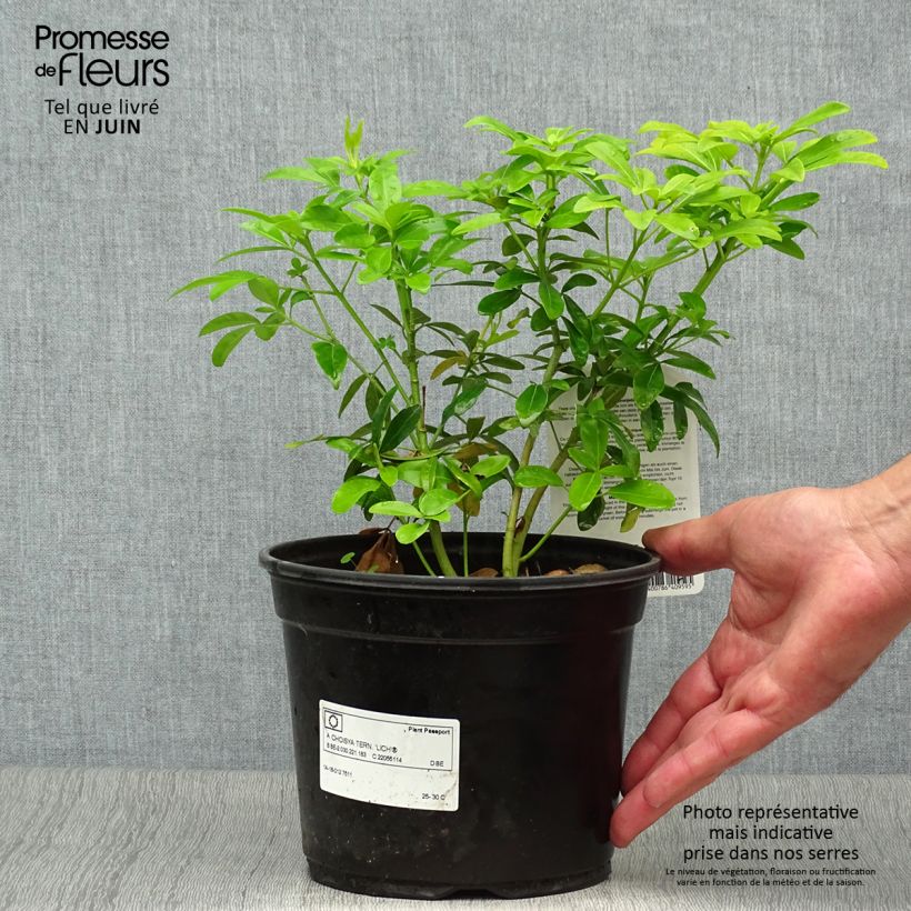 Exemplar von Orangenblume Sundance - Choisya ternata Topf mit 2L/3L wie im Sommer geliefert