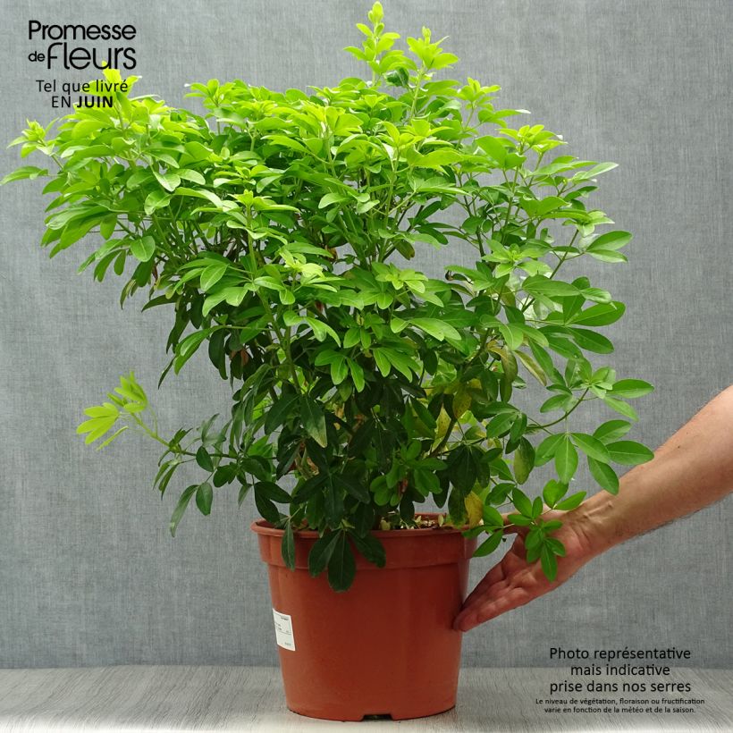 Exemplar von Orangenblume Sundance - Choisya ternata Topf mit 7,5L/10L wie im Sommer geliefert