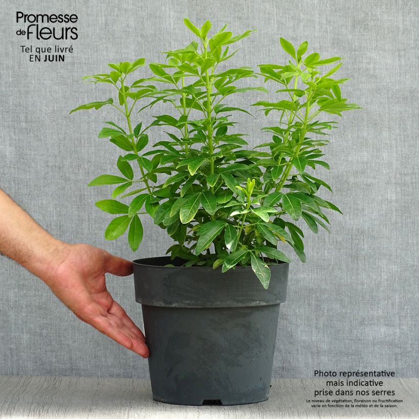 Exemplar von Orangenblume Sundance - Choisya ternata Topf mit 4L/5L wie im Sommer geliefert