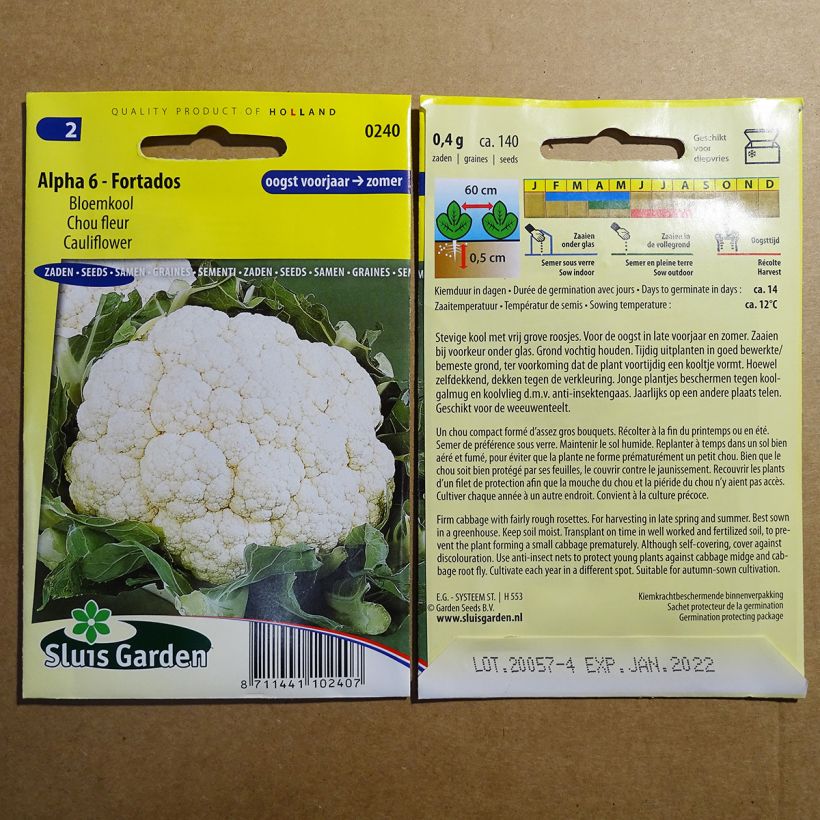 Beispiel eines Exemplars von Blumenkohl Alpha 6 Fortados die Tüte mit 140 Samen wie geliefert