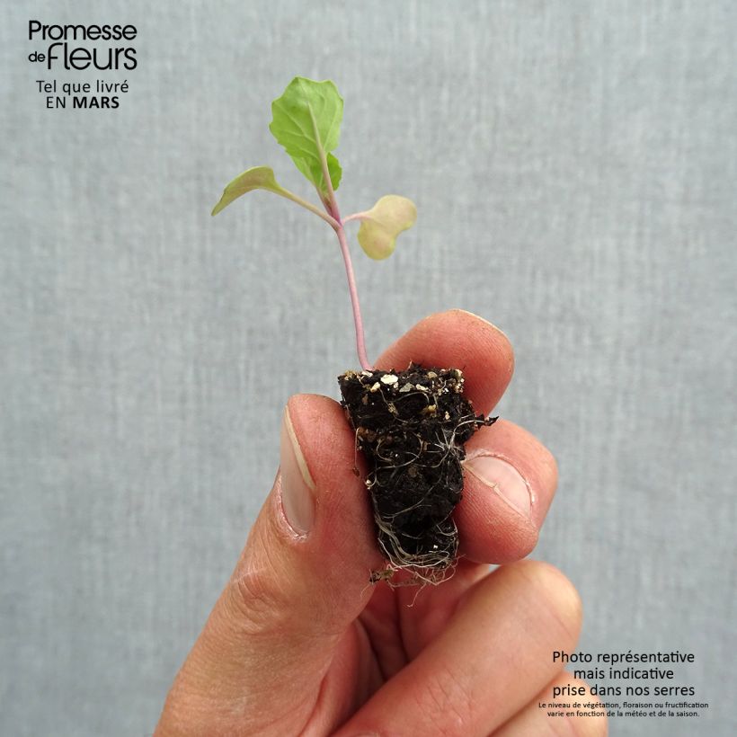 Exemplar von Rosenkohl Marte F1 Bio Mini-Plug Ø 1,5/2,5 cm wie im Frühjahr geliefert