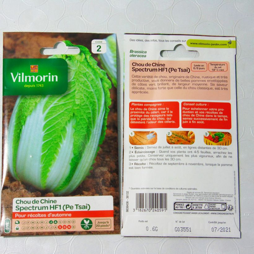 Beispiel eines Exemplars von China-Kohl Spectrum F1 - Vilmorin Samen wie geliefert