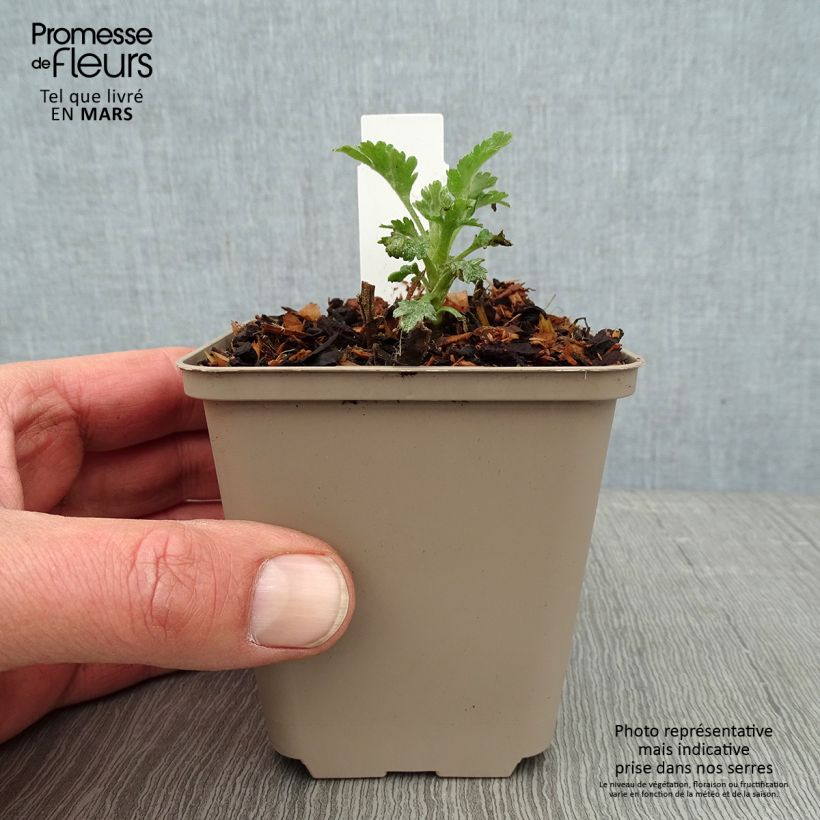 Exemplar von Chrysanthemum Goldmarianne - Herbst-Chrysantheme Kleine Töpfe von 8/9 cm wie im Winter geliefert