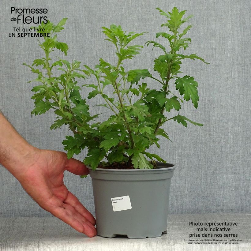Exemplar von Chrysanthemum koreanum Hebe - Chrysantheme Topf mit 2L/3L wie im Sommer geliefert