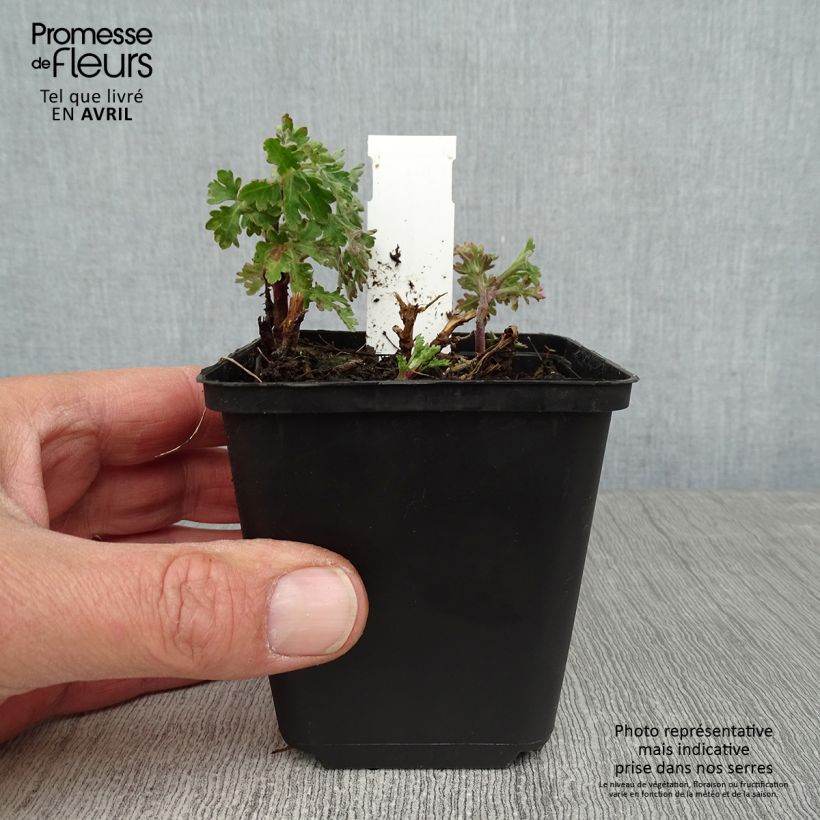 Exemplar von Chrysanthemum indicum Herbstbrokat - Chrysantheme Kleine Töpfe von 8/9 cm wie im Frühjahr geliefert
