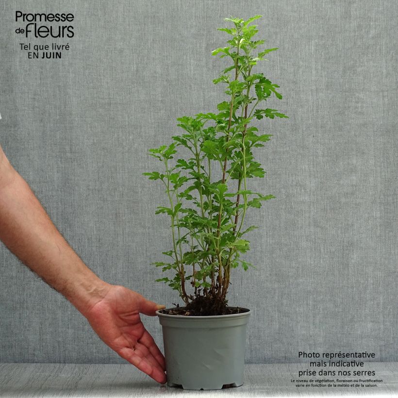 Exemplar von Chrysanthemum indicum Julia - Chrysantheme Topf mit 2L/3L wie im Sommer geliefert