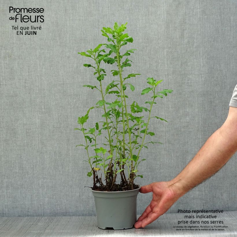 Exemplar von Chrysanthemum indicum Poesie - Chrysantheme Topf mit 2L/3L wie im Sommer geliefert