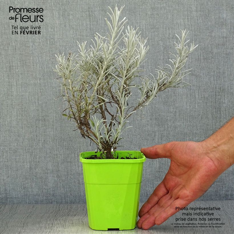Exemplar von Chrysocephalum apiculatum Korma Topf mit 1,5L/2L wie im Herbst geliefert