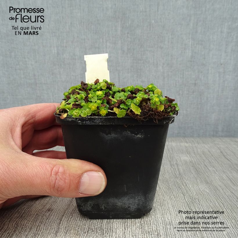 Exemplar von Chrysosplenium davidianum - Milzkraut Kleine Töpfe von 8/9 cm wie im Winter geliefert