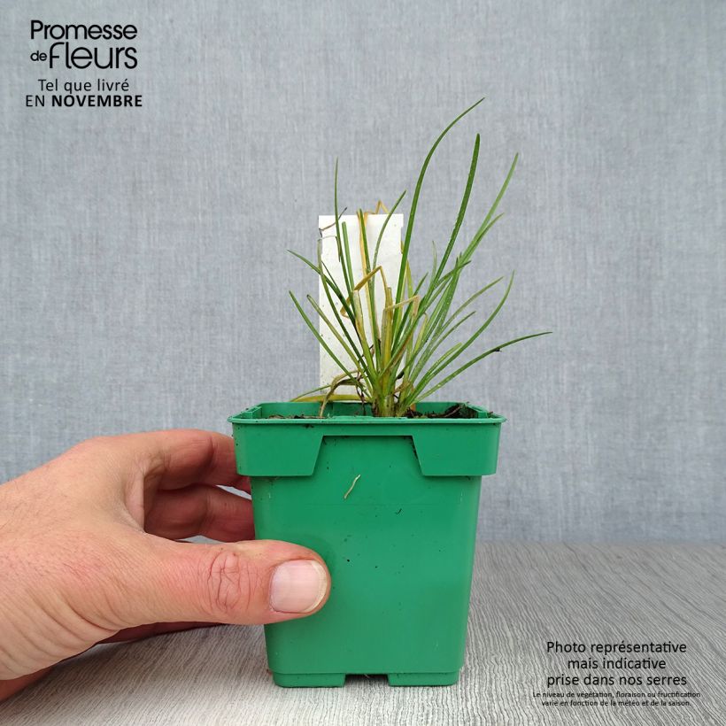 Exemplar von Schnittknoblauch Pflanzen Topf 10 cm/11cm wie im Herbst geliefert