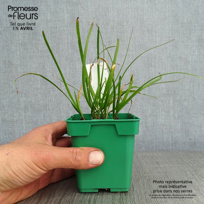 Exemplar von Schnittknoblauch Pflanzen Topf 10 cm/11cm wie im Frühjahr geliefert